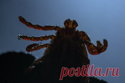 Раскрыты самые частые инфекции клещей в Москве и Подмосковье