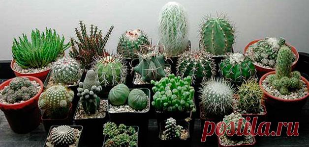 Эхинокактус – уход в домашних условиях