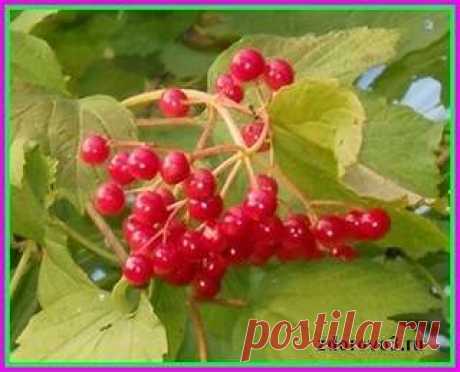 Как безошибочно подобрать травы и растения для лечения | Полезные советы