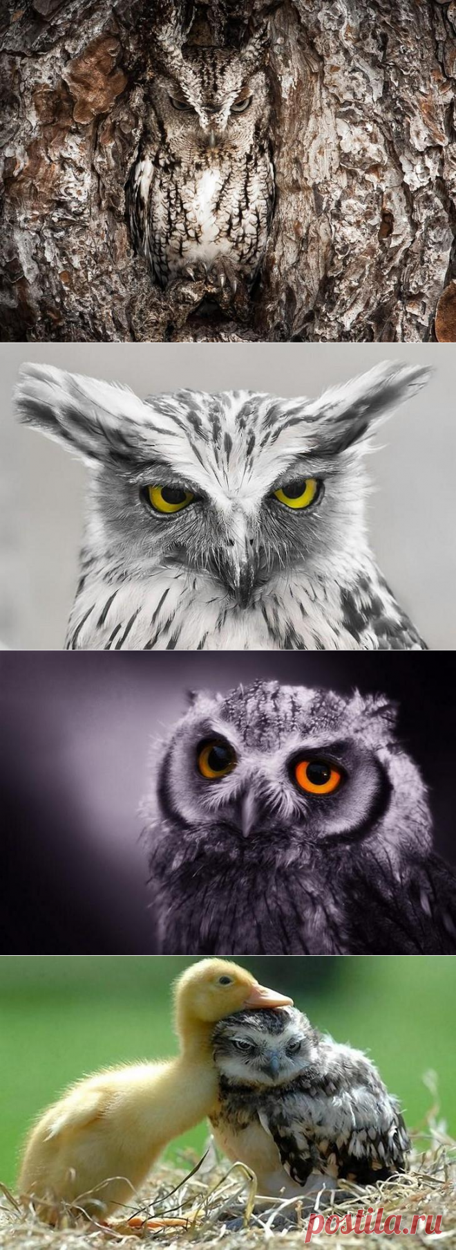 20 невероятно крутых сов, которые никого не оставят равнодушным