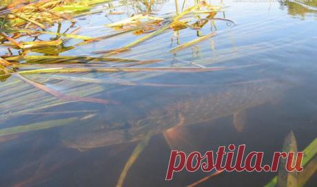 Активность рыбы и факторы на неё влияющие – Рыбалке.нет