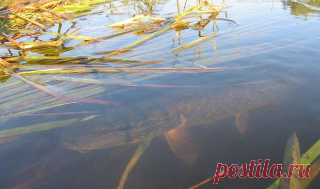 Активность рыбы и факторы на неё влияющие – Рыбалке.нет