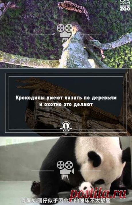 Мама енот учит ребенка лазить по дереву / Видео / Моя Планета
