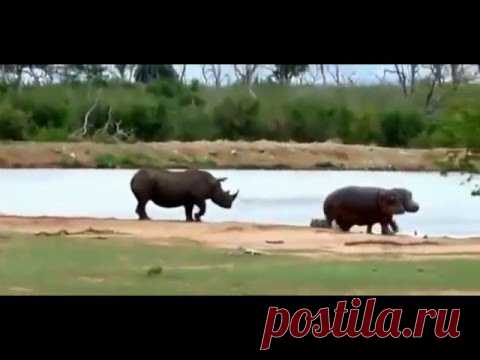Ах Эта Дикая Природа! В Кругу Друзей — социальная сеть
