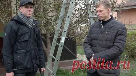 Английская обрезка дерева. Завязей образовывается в 3 раза больше!