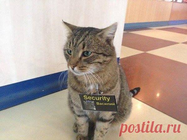 В нашем охранном деле главное - это бдить!!!!!!!!