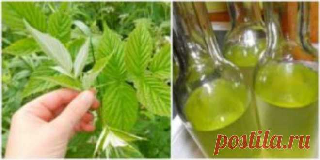 Настойка листьев малины лечит нервные срывы и болезни сердца — Домашние заботы