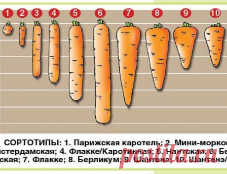 Что за тип - сортотип?