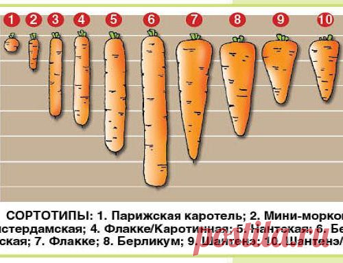 Что за тип - сортотип?