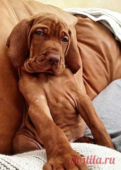 Top dogs: Puppy Awareness Week – in pictures | Life and style | theguardian.com