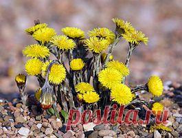 Мать-и-мачеха — Википедия