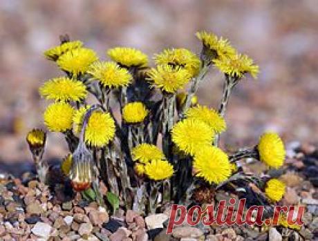 Мать-и-мачеха — Википедия