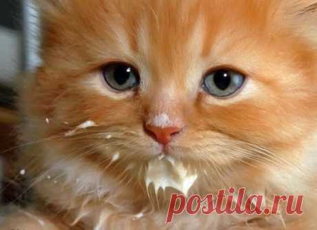 -Вкусно? 
-Вкусно... 
-А не стыдно? 
-Стыдно.., но очень вкусно...