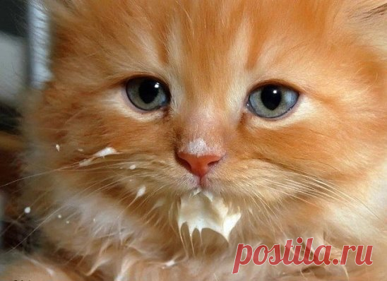 -Вкусно? 
-Вкусно... 
-А не стыдно? 
-Стыдно.., но очень вкусно...