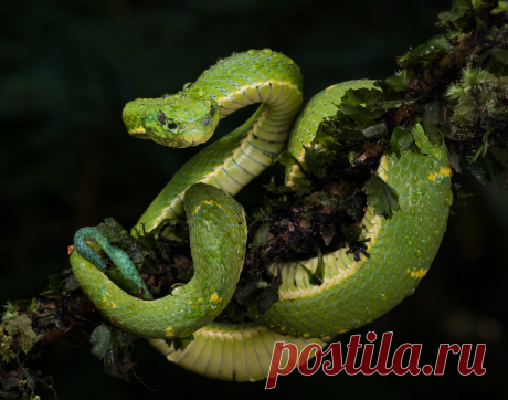 Untitled This Side-striped Palm Pit Viper was photographed in Costa Rica guided by Neotropic Photo Tours.