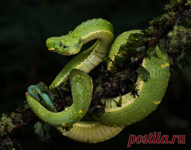 Untitled This Side-striped Palm Pit Viper was photographed in Costa Rica guided by Neotropic Photo Tours.
