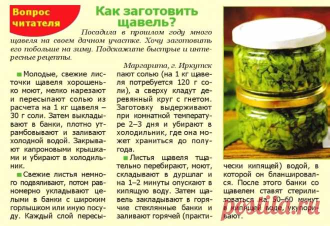 Как заготовить щавель
