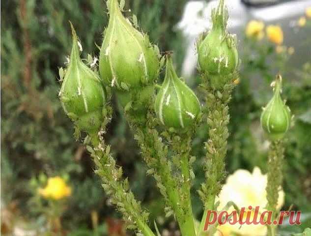 Йод и молоко прогнали тлю с моих роз
 
Тля, пожалуй, самый отвратительный и живучий вредитель, который может поселиться в вашем саду. Вроде бы вот, расправились с ней, и в саду красота. Но через неделю глядишь, а тля как будто никуда и не пропадала. Все так же сидит на листьях роз и кустарников, и портит внешний вид растений.
 
Я нашла и тле управу. Для борьбы с ней вам понадобятся: распылитель или 2-литровая бутылка, шприц, 100 мл молока и пузырек йода. В распылитель набе...