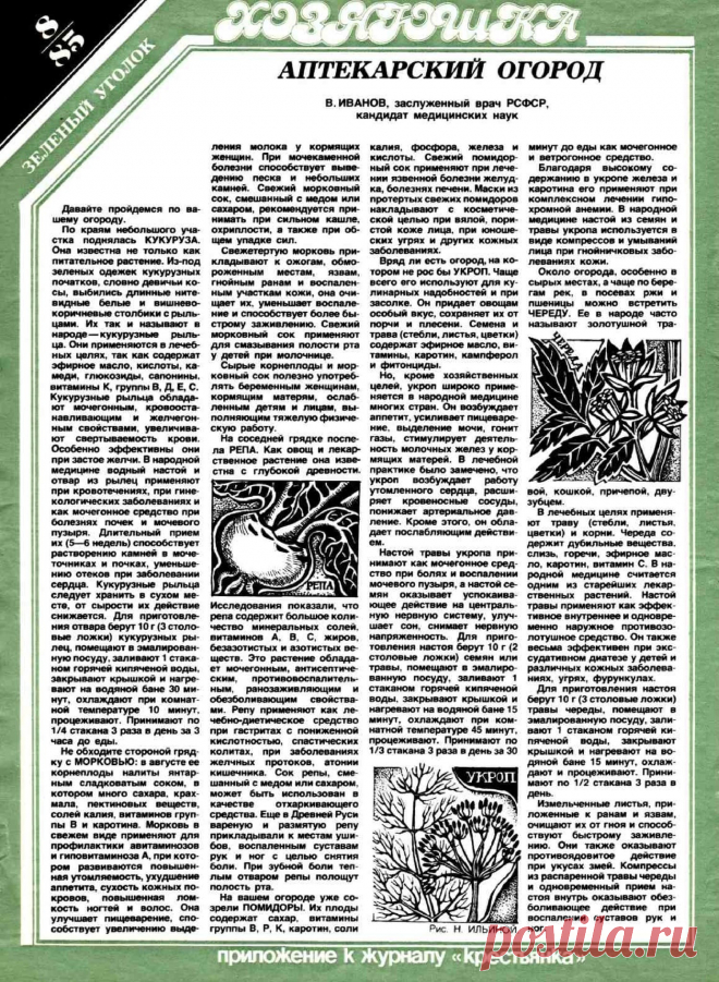 Аптекарский огород 1985-08