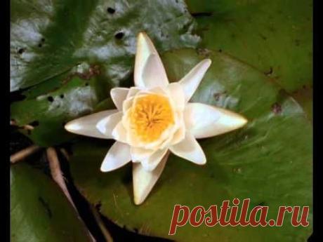 РАСПУСКАЮЩИЕСЯ ЦВЕТЫ ПОД МУЗЫКУ ШРИ ЧИНМОЯ