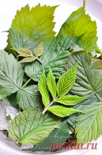 Домашний чай и ферментация - Жизнь - вкусная!