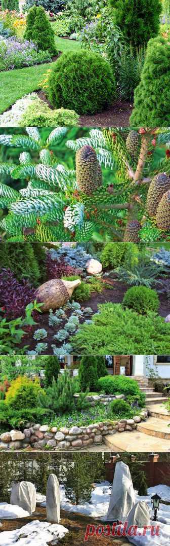 Как создать на своем участке хвойный сад | 6 соток