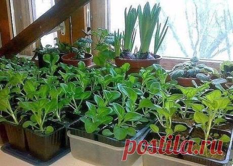 (11) Одноклассники   ОЧЕНЬ ПРОСТОЙ СПОСОБ ВЫРАСТИТЬ КРАСИВУЮ ПЕТУНИЮ