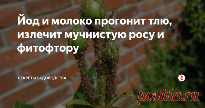 Йод и молоко прогонит тлю, излечит мучнистую росу и фитофтору Добрый день, читатели канала! Надеюсь, что вредители и заболевания посадок на огороде вам не досаждают. Но всегда нужно быть во всеоружии! Никогда не знаешь, какая гадость заведётся на участке. У меня случилась беда — любимые розы в саду на даче атаковала тля. Я искала народные способы лечения (использовать химию пока не хочу) и нашла интересный вариант. Провела 2 обработки розовых кустов. О, чудо