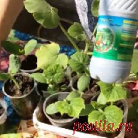 Секрет посадки огурцов в открытый грунт. Органическое земледелие