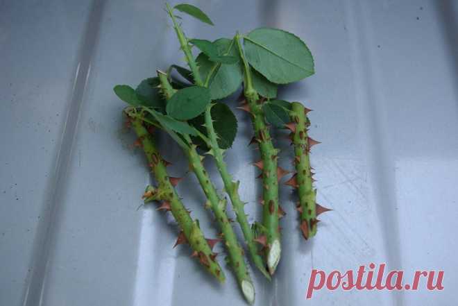 Сдаю рецепт маминой «Тройчатки» для проращивания роз