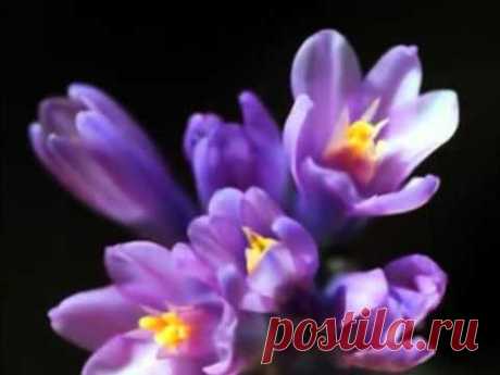 VALSUL PRIMAVERII