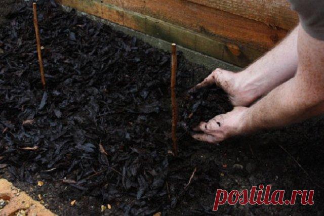 Посадка малины 