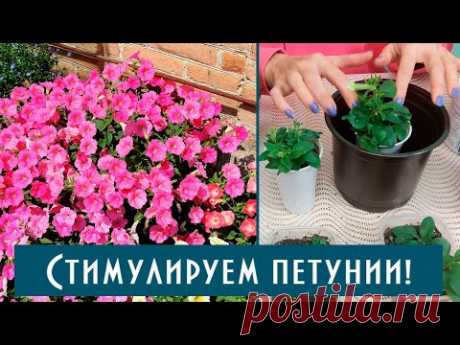 Как стимулировать рост петуний? Как нарастить много боковых побегов ампельной петунии