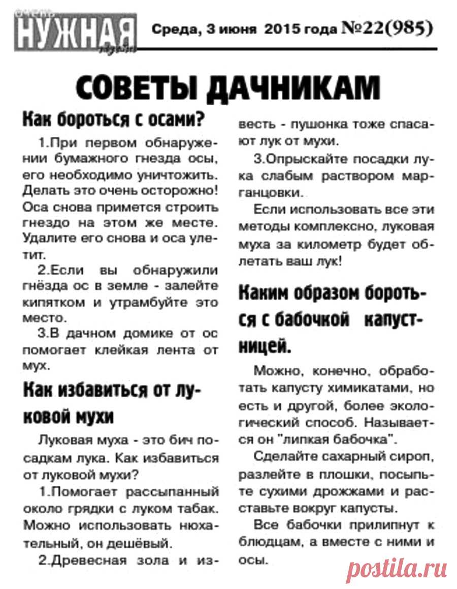 Как избавиться от ос, луковой мухи и бабочки капустницы