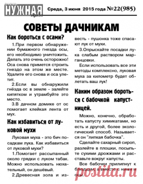 Как избавиться от ос, луковой мухи и бабочки капустницы