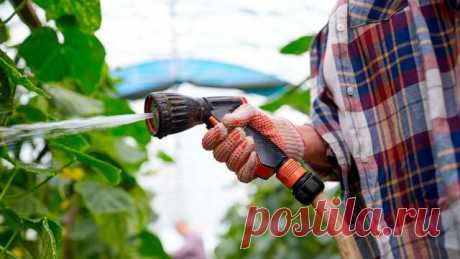 Чем можно поливать огурцы для быстрого роста и хорошего урожая — Дачный участок