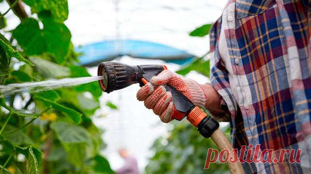 Чем можно поливать огурцы для быстрого роста и хорошего урожая — Дачный участок