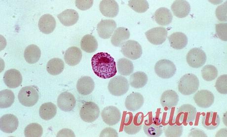 Ученые выявили в геноме возбудителя малярии сотни потенциальных "мишеней" для лекарств | Наука и технологии