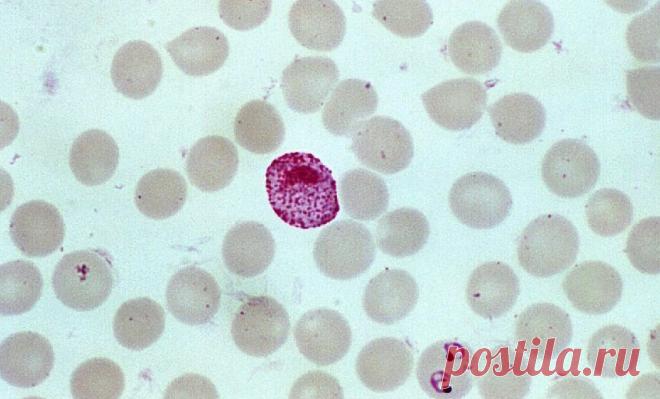 Ученые выявили в геноме возбудителя малярии сотни потенциальных 