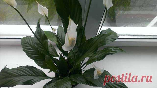 Как правильно посадить цветок «Женское счастье», чтобы в доме всегда царили любовь и взаимопонимание — Journal women