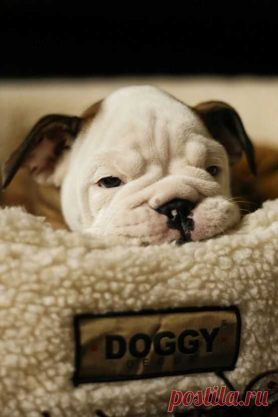 Bits, Pieces & Slices of Life