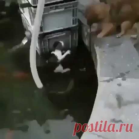 Dog jumps in the water to rescue a drowning kitty