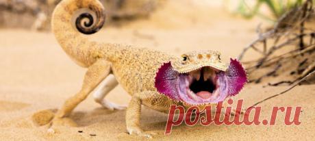 Почему у ушастых круглоголовок на самом деле нет ушей? В честь чего названа такырная круглоголовка? И вообще, кто такие круглоголовки? Ответы – в нашем материале об удивительных созданиях, живущих в астраханских степях.