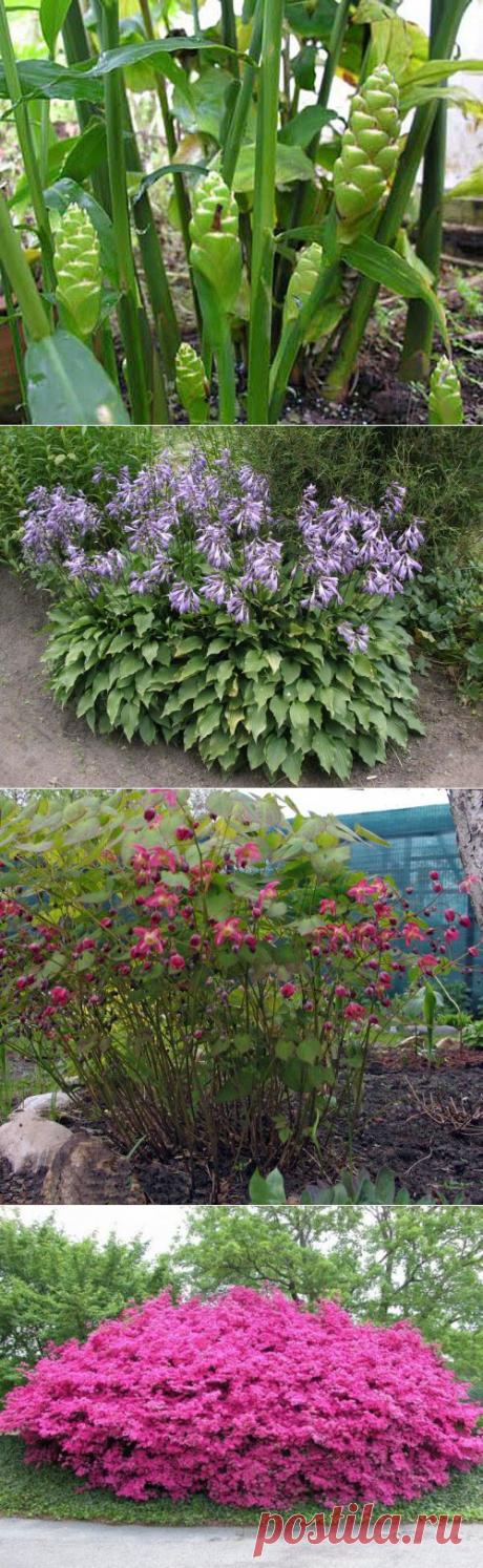 сообщение НАШ_САД : Ландшафтный дизайн... (22:33 18-06-2014) [901126/328206077] - natasha_5656@mail.ru - Почта Mail.Ru