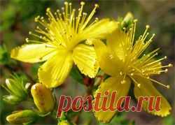 Зверобой - Диеты, Здоровье, Красота - Сборник - Познавательный Интернет-журнал "Умеха - мир самоделок"