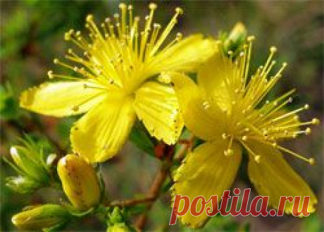 Зверобой - Диеты, Здоровье, Красота - Сборник - Познавательный Интернет-журнал &quot;Умеха - мир самоделок&quot;
