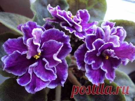 Почему у фиалки скручиваются листья во внутрь?