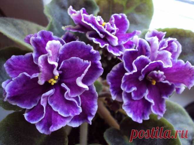 Почему у фиалки скручиваются листья во внутрь?