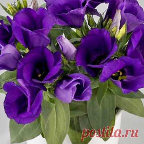 Семена. Эустома 