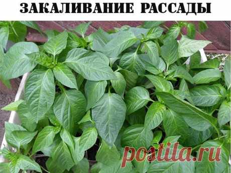 ЗАКАЛИВАЕМ РАССАДУ